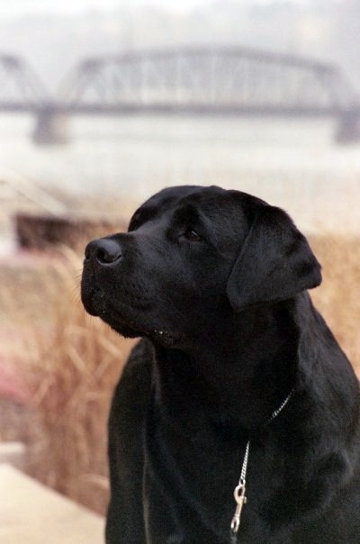Bandit
