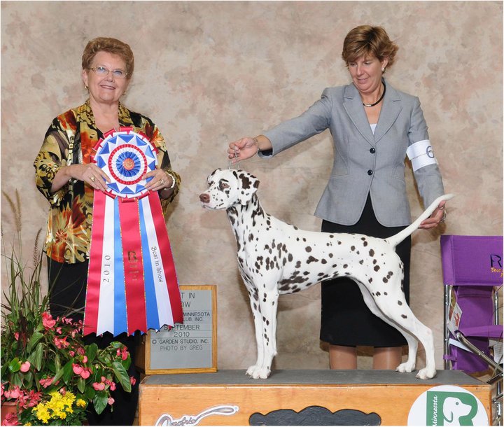 Pauli Best in Show Dalmatian Oct 2010